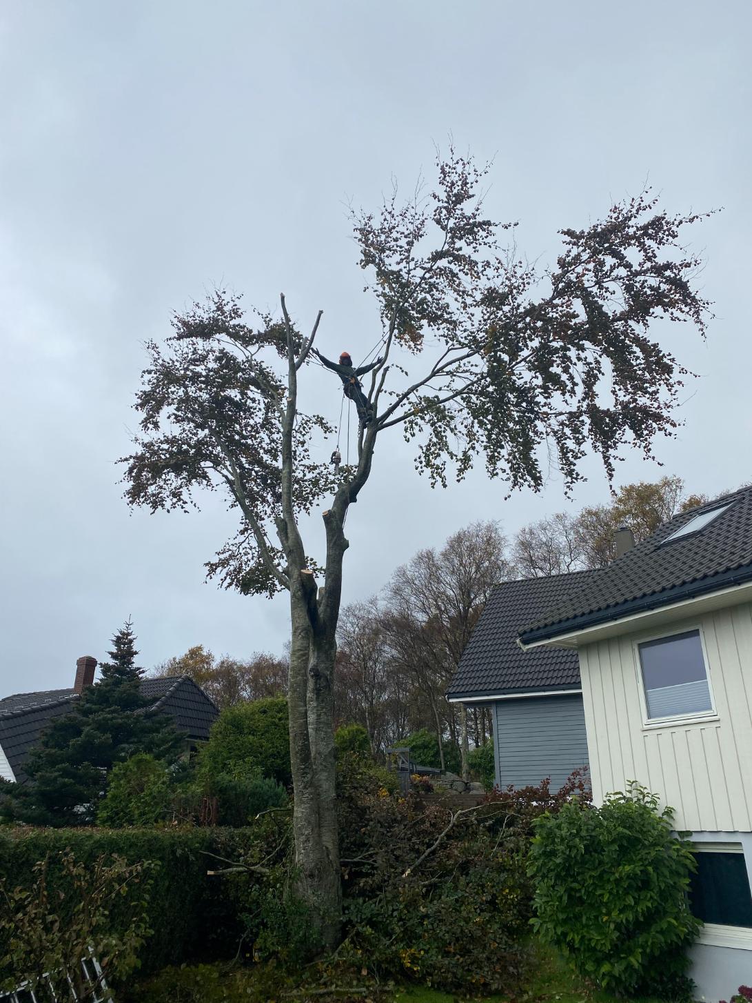 Ikon for Beskjæring og Trefelling
